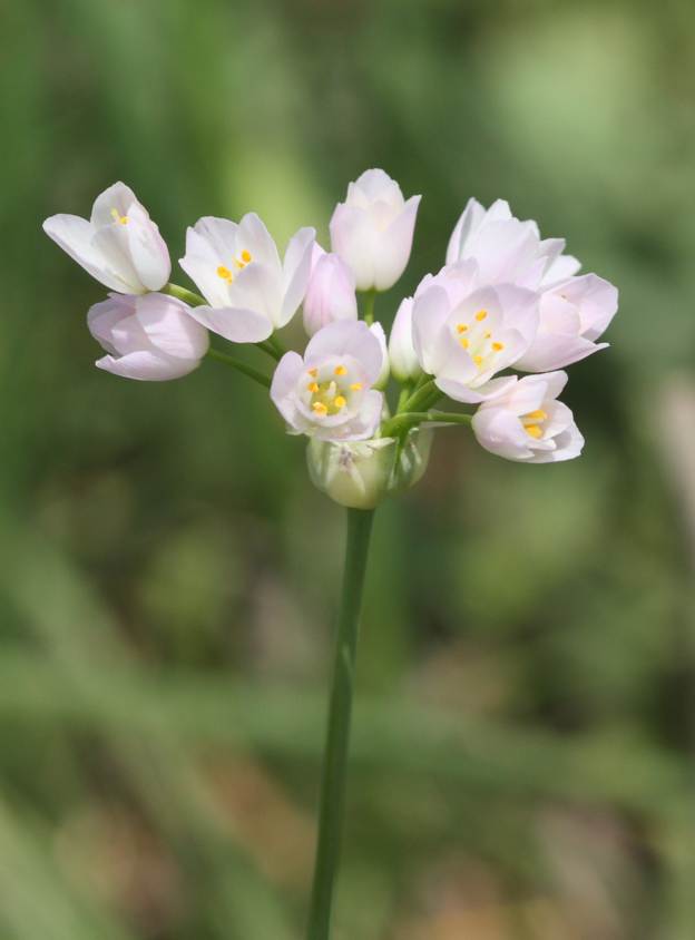 Allium roseum?